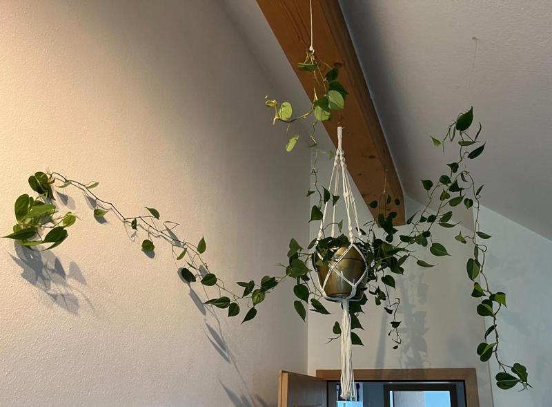 Simple clips for plants