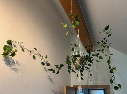 Simple clips for plants