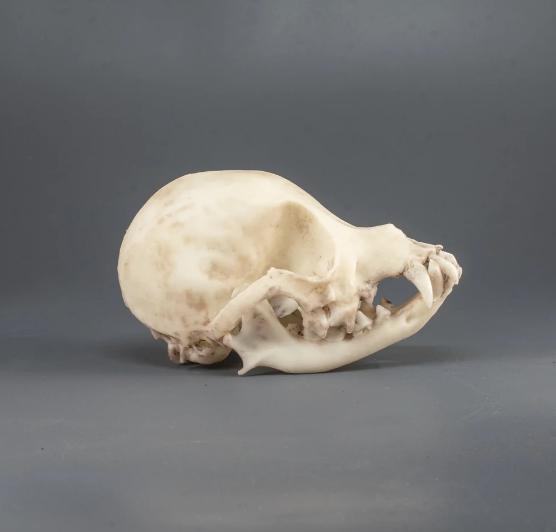 Chihuahua skull (high quality)