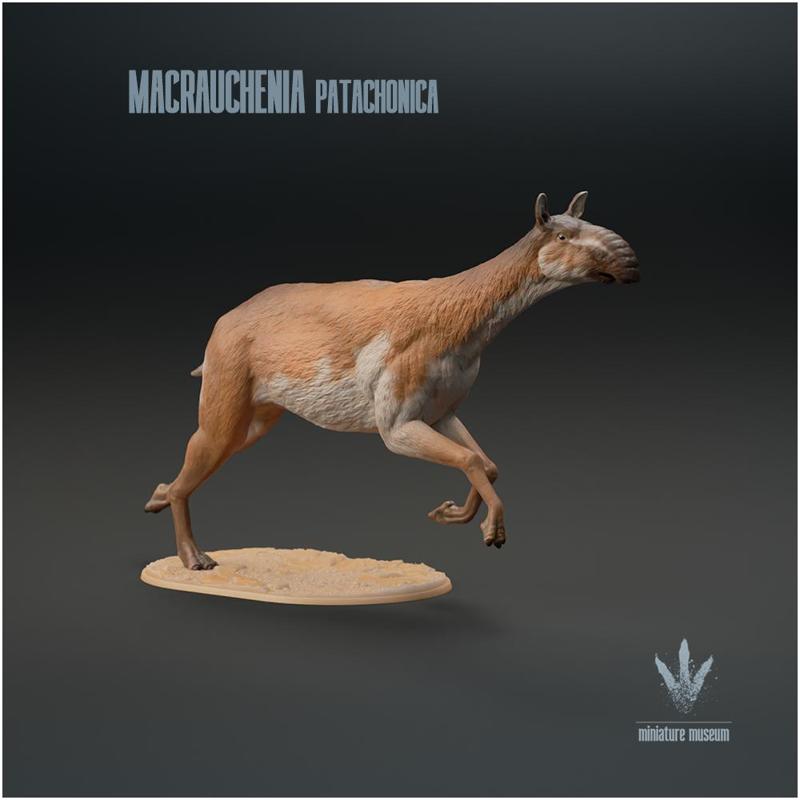 Macrauchenia patachonica : Running