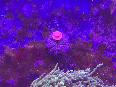 Urchin Cowboy Hat