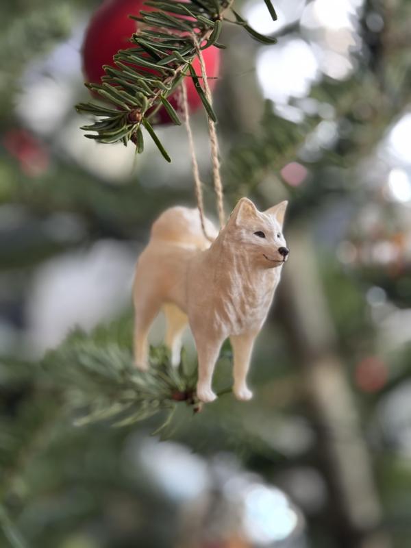 Samoyed and Husky Dog