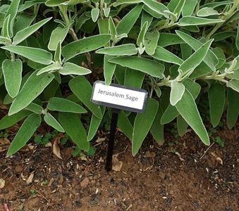 Plant ID Stake