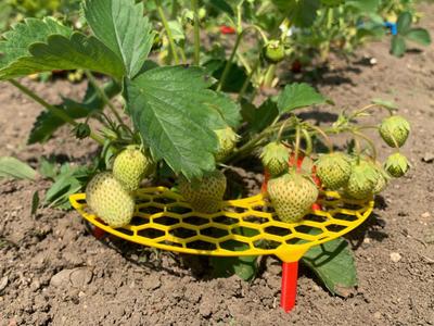 Strawberry saver 30 grams & 30 minutes