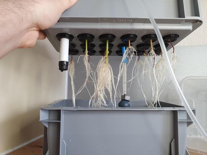 DIY Cloner für Stecklinge DWC aus Euroboxen Grow Growtent Growbox Kloner