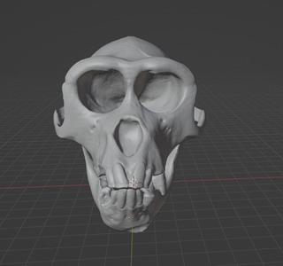 Monkey skull 3D scan