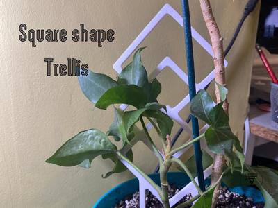 Square shape trellis