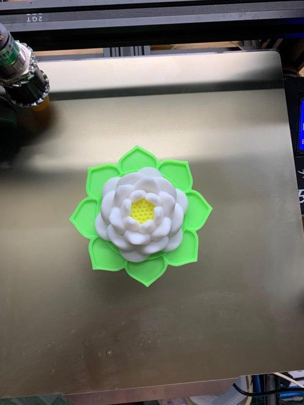 Lotus flower Vietnam