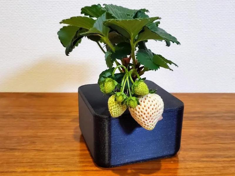 M (Medium-sized hydroponic planter)   