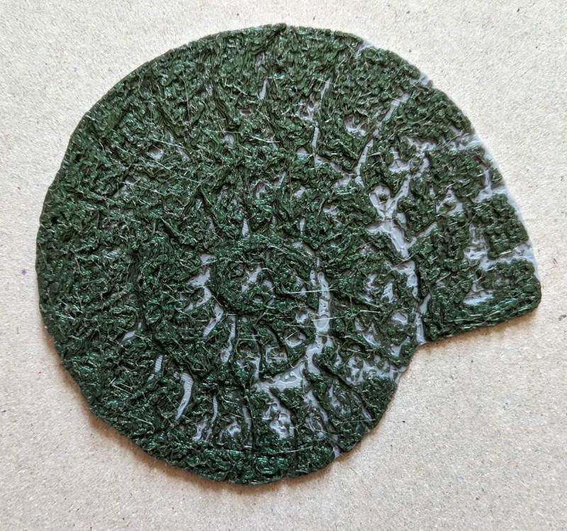 Fossilized Nautilus Shell