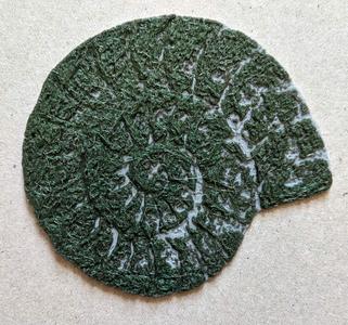 Fossilized Nautilus Shell