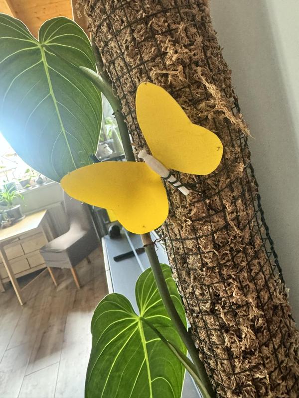 Butterfly Yellow Sticker for plants / Schmetterling Gelbsticker für Pflanzen