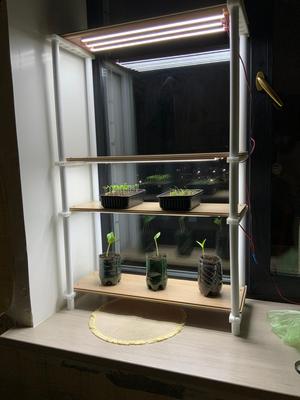 Seedling rack