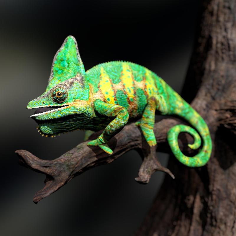 Chameleo Calyptratus- Yemen Chameleon-STL with Full-Size Texture- High-Polygon 3D Model