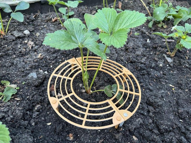 Supportberry - Strawberry support you've been looking for