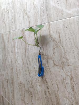 wall mount propagation station