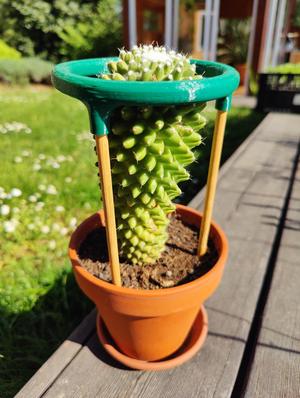 Cactus or plant support