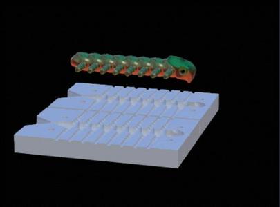 Worm form / mold fishing lure