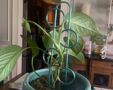 Circles Plant Trellis