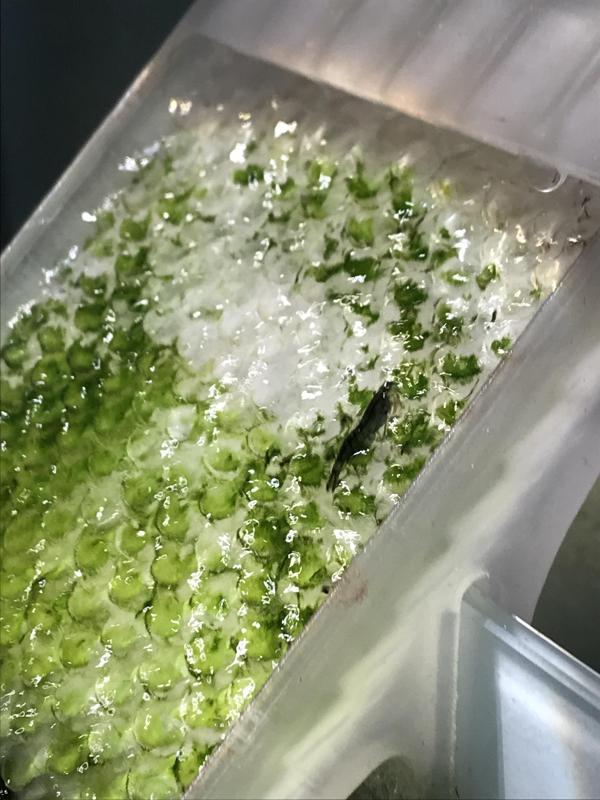 Aquarium Waterfall (Print in Place)