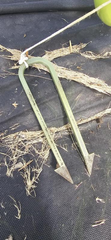 Garden stake for landscape fabric or tomatoes