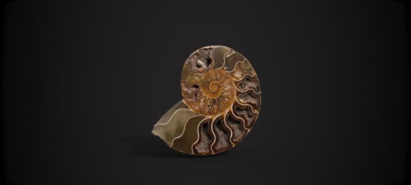 Ammonite Fossil Photoscan