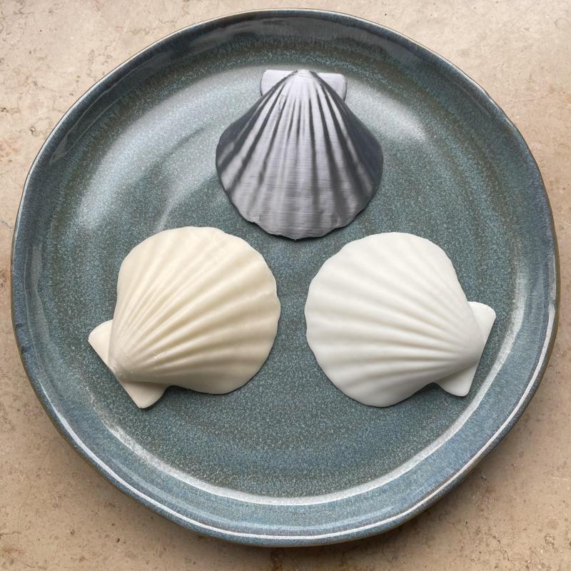 Natural Seashell Model