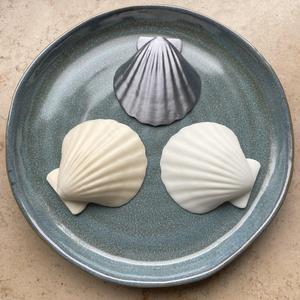 Natural Seashell Model