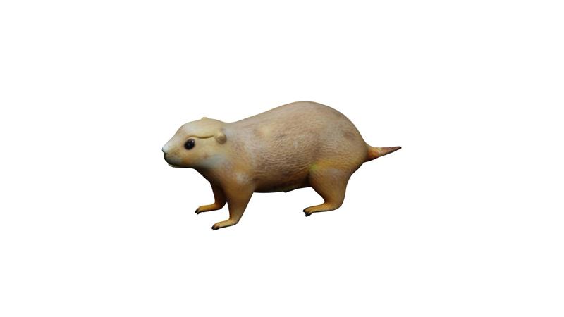 black-tailed prairie dog