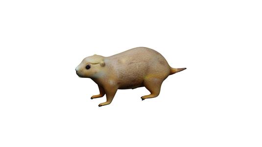 black-tailed prairie dog