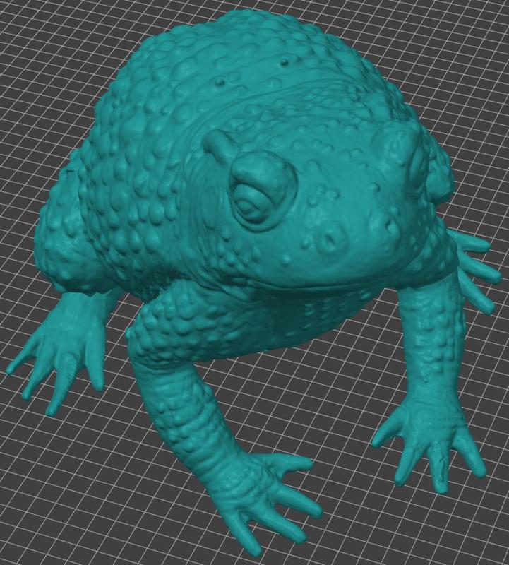 Halloween Toad (foam filled latex)