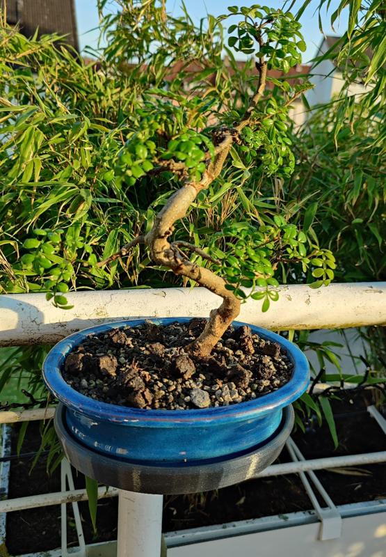 Regal für Bonsaitopf mit Balkonbefestigung/ Shelf for bonsai pot with balcony attachment