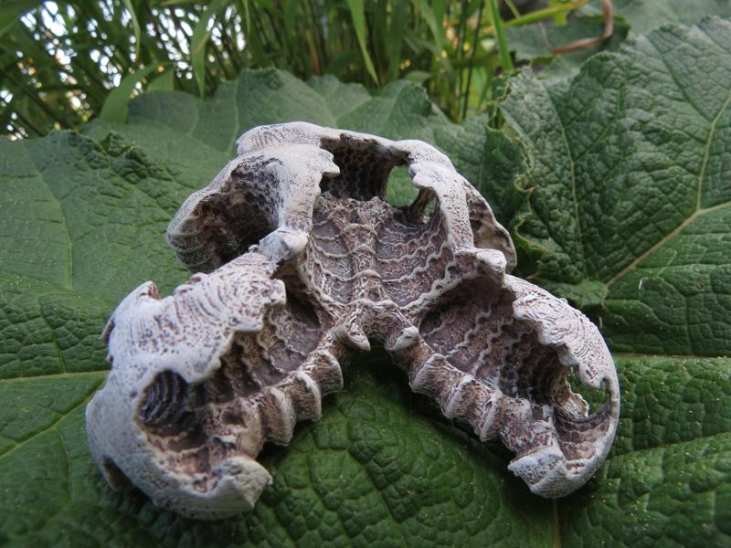 Carapace - a possible fossil