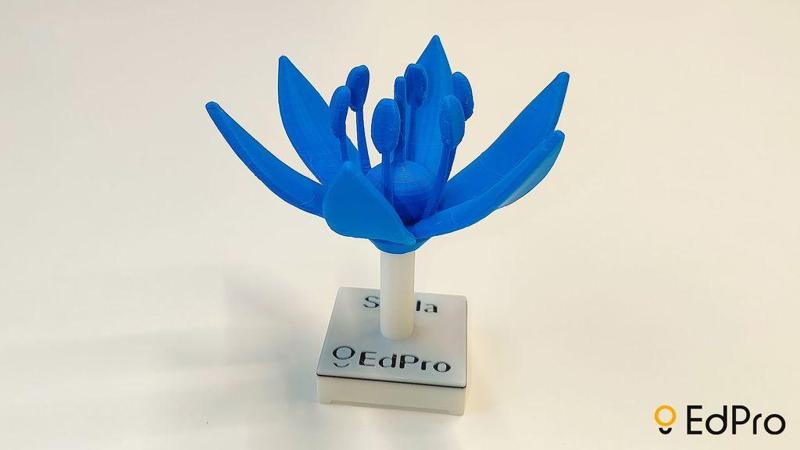 Scilla bifolia flower