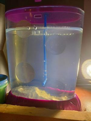 Sea Monkey Ocean Zoo Aerator