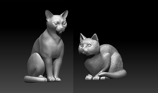 cat