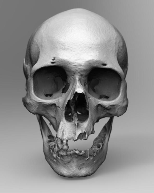 Real Human Skull Scan