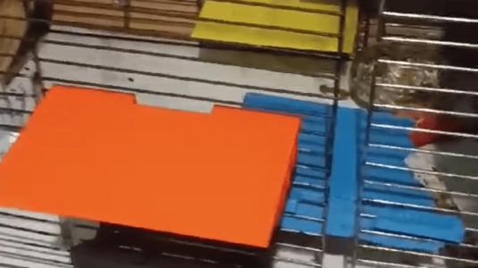 Shelf for rodent cages