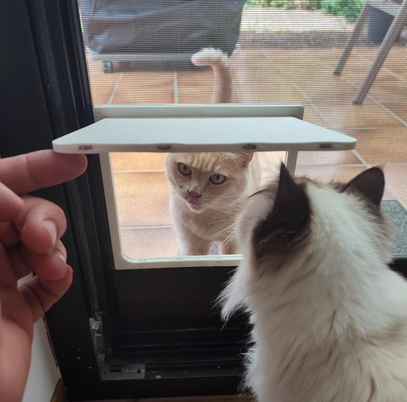 Cat door for fly screen with magnets 