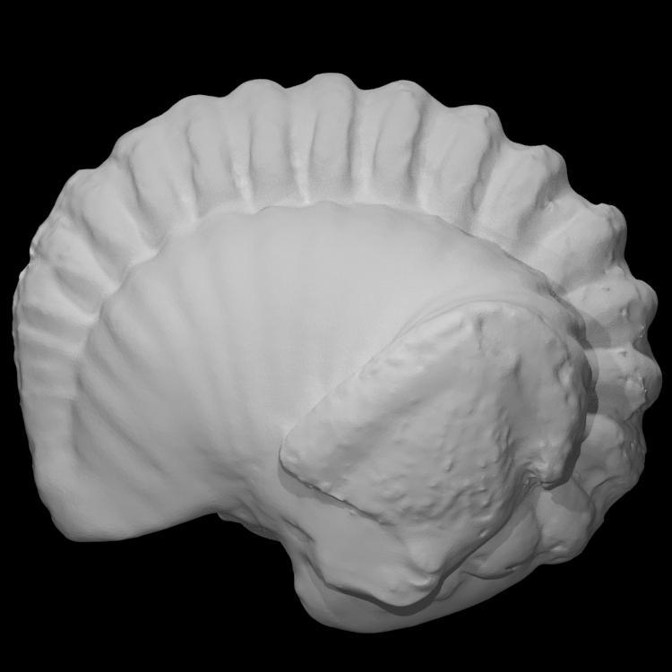 Trilobite: Flexicalymene meeki (PRI 70754)