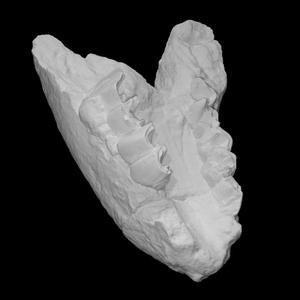 Rhinoceros Jaw
