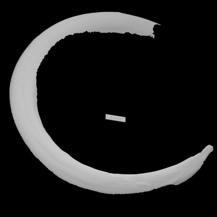 Randolph Mammoth Tusk