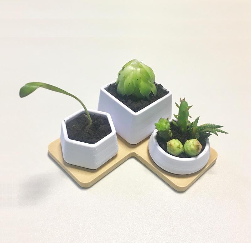 Succulent Caudex Pot