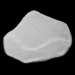 Poplar leaves fossil