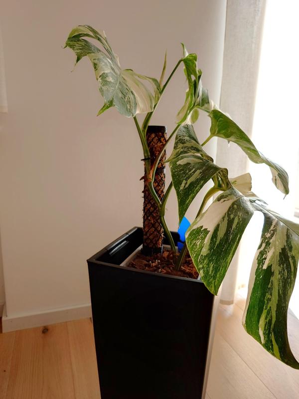 Moss stick set 7-piece 5 cm diameter Modular extendable