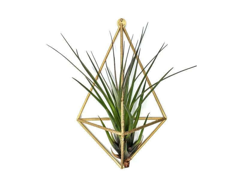 Air Plant wall mount - plant hanger