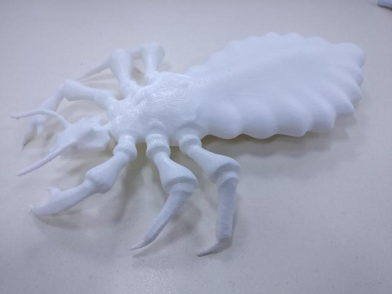 E3D+VET exercise: Head Lice