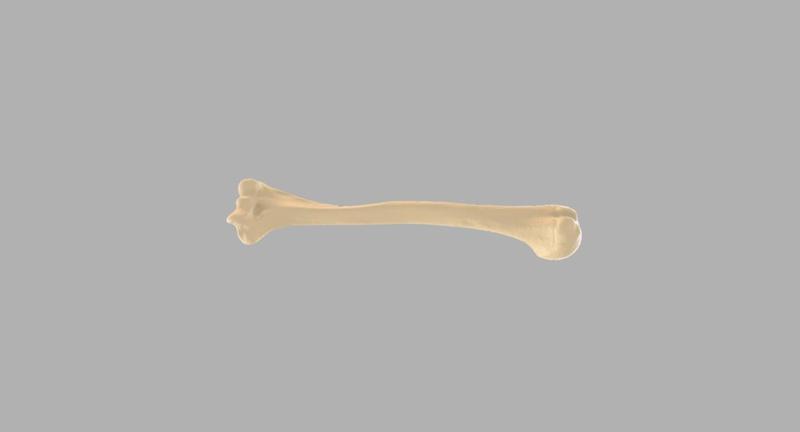 GIAA Bibliothèque Anatomique (Anatomic Library) - Humerus