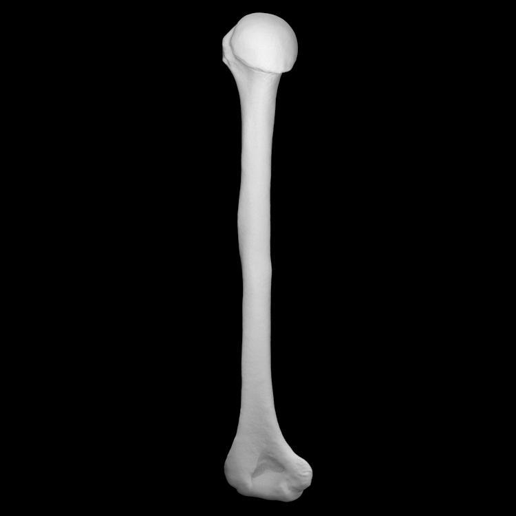 Cro-Magnon - Homo Sapiens Sapiens Femur