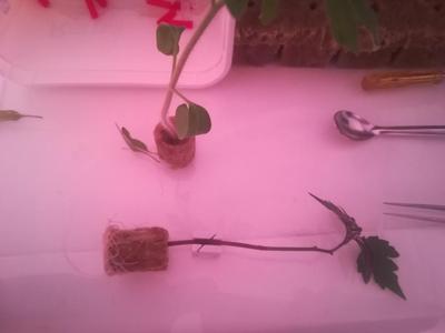 Tomato 45 deg grafting jig - max 3 mm stem dia - using razor blade
